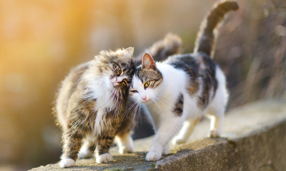 cat